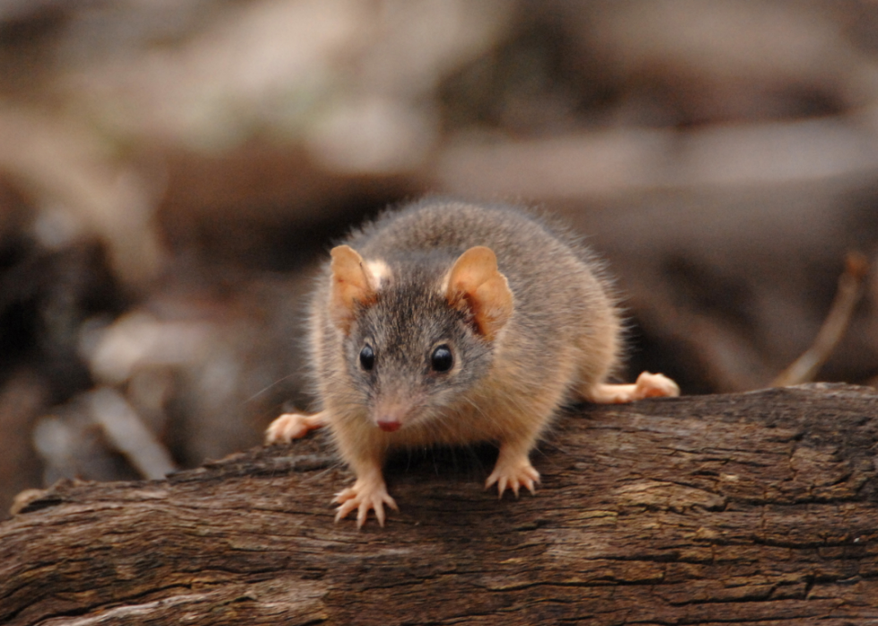 Faits fascinants sur l accouplement dans le règne animal 