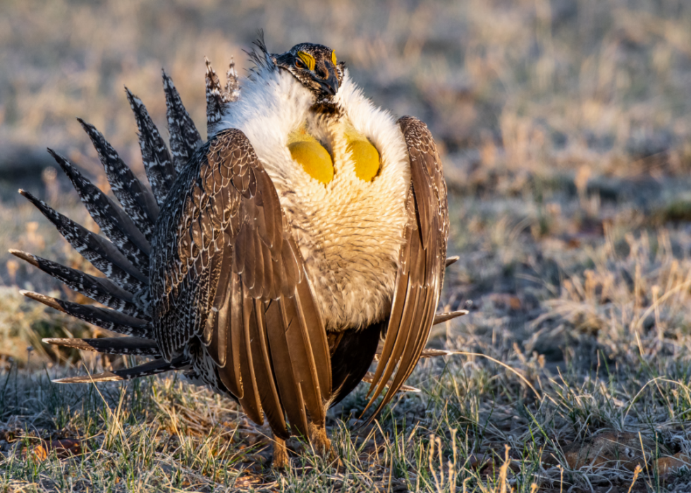 Faits fascinants sur l accouplement dans le règne animal 