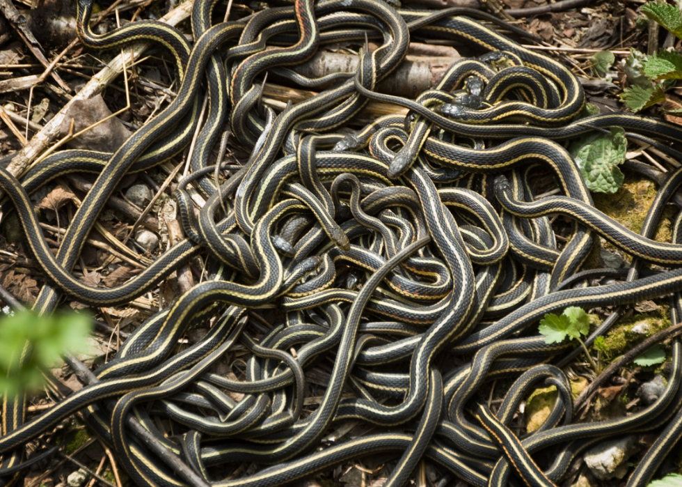 Faits fascinants sur l accouplement dans le règne animal 