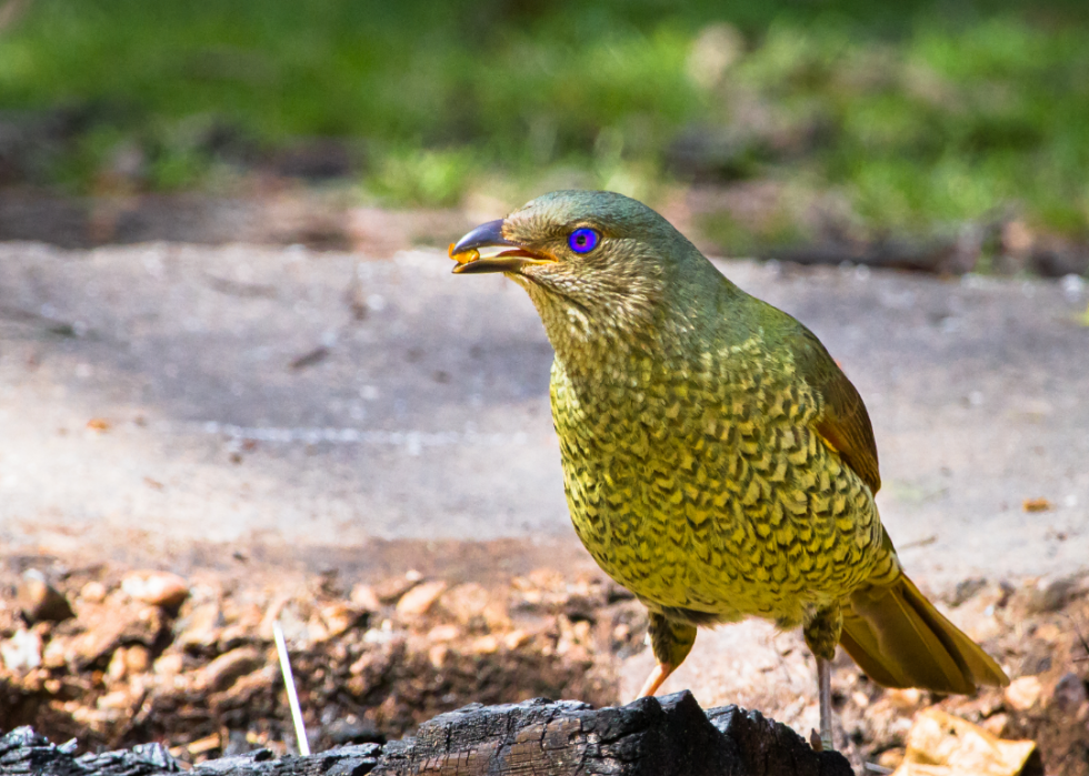 Faits fascinants sur l accouplement dans le règne animal 