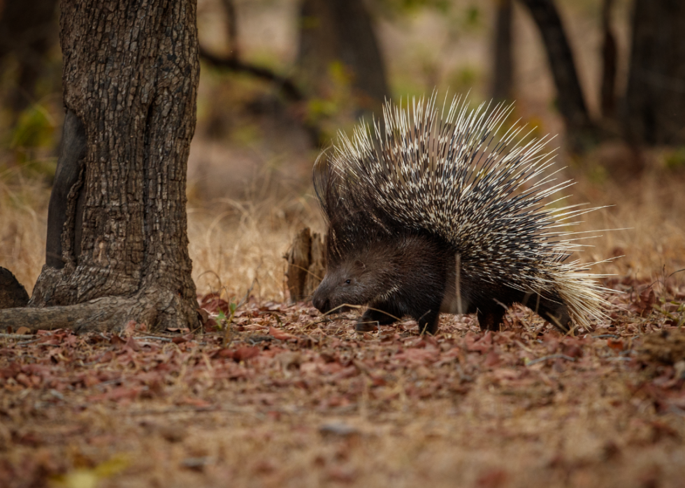 Faits fascinants sur l accouplement dans le règne animal 