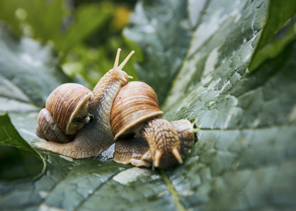 Faits fascinants sur l accouplement dans le règne animal 