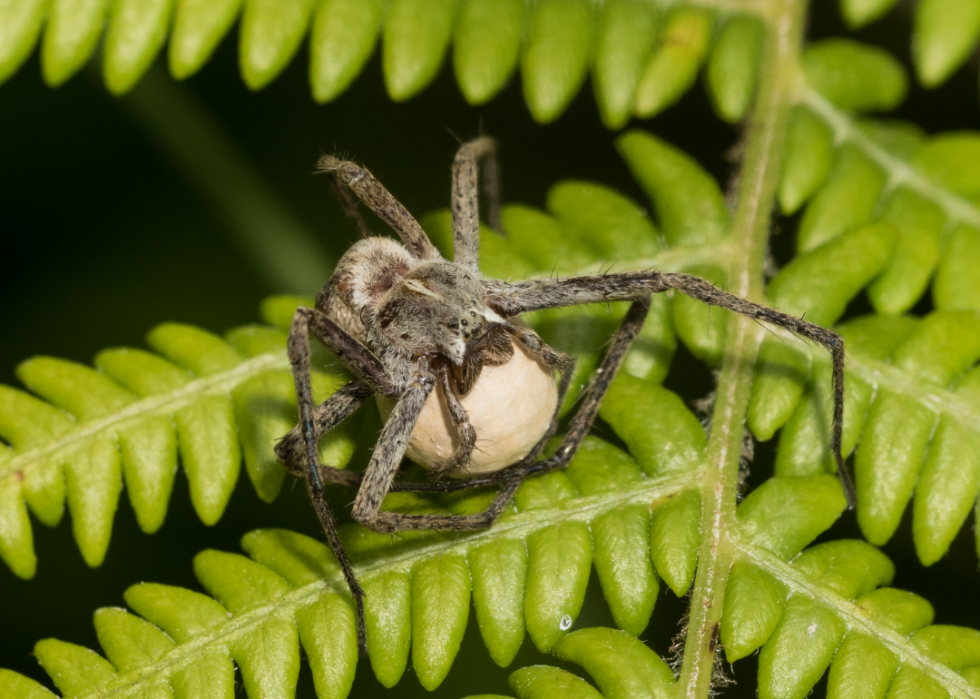 Faits fascinants sur l accouplement dans le règne animal 