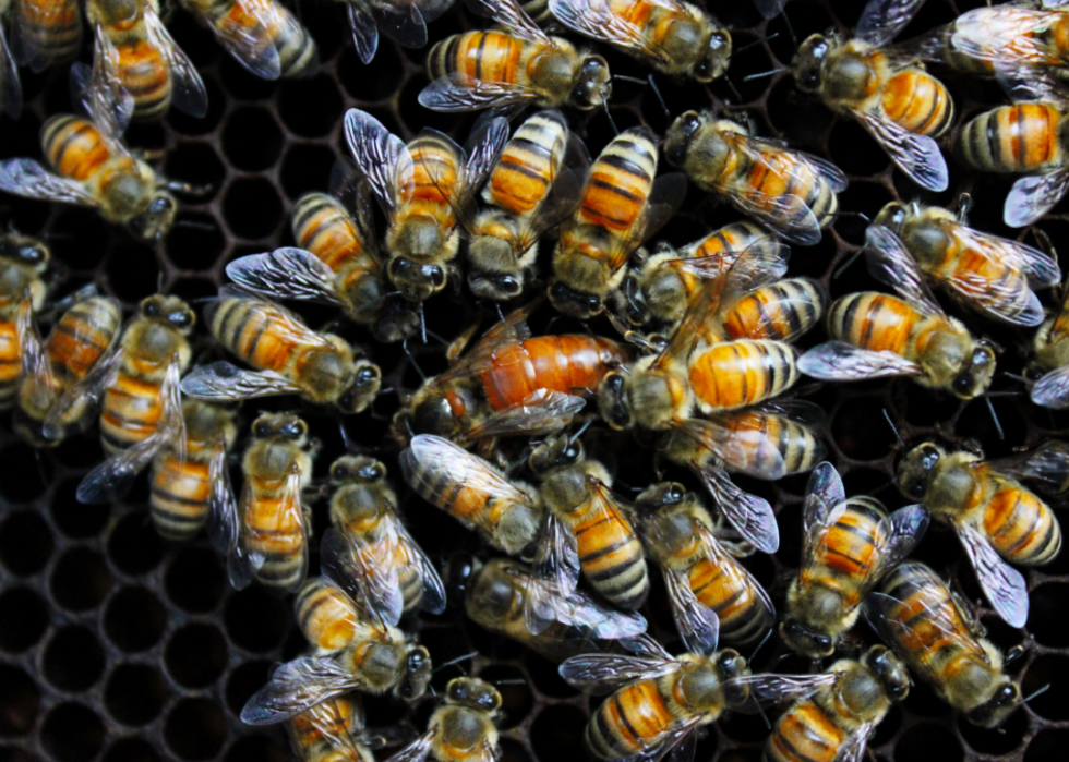 Faits fascinants sur l accouplement dans le règne animal 