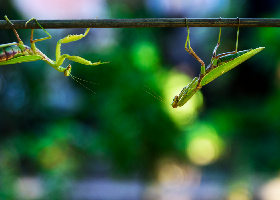 Faits fascinants sur l accouplement dans le règne animal 