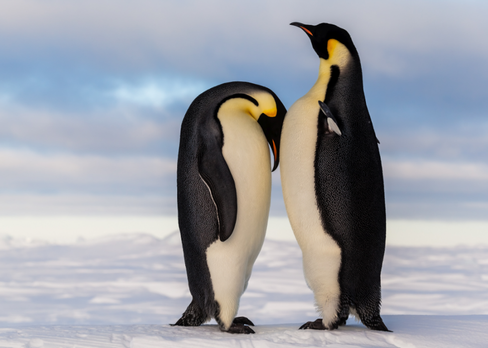 Faits fascinants sur l accouplement dans le règne animal 