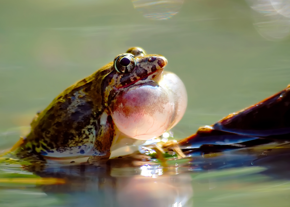 10 façons dont la nature et les animaux prévoient le temps 