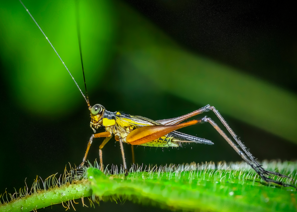 10 façons dont la nature et les animaux prévoient le temps 