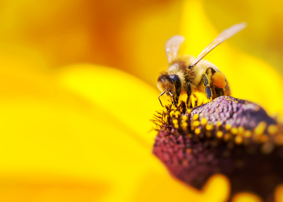 10 façons dont la nature et les animaux prévoient le temps 