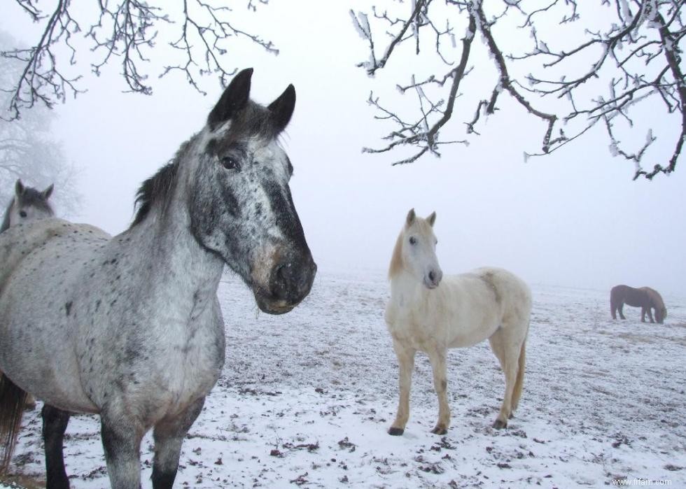 Que faire après une tempête hivernale 