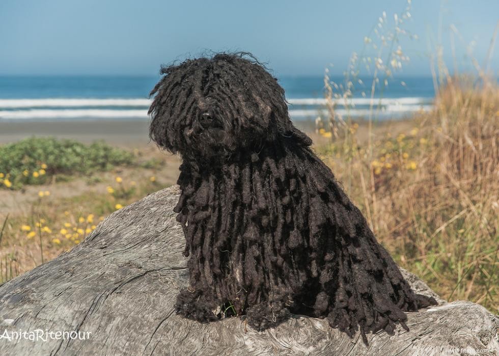 Races de chiens de garde les plus populaires 