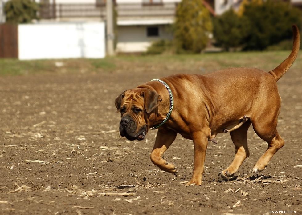 Races de chiens de garde les plus populaires 