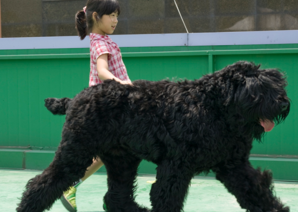 Races de chiens de garde les plus populaires 