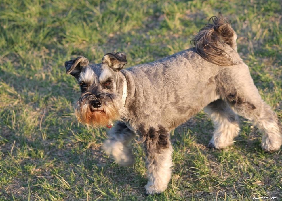 Races de chiens de garde les plus populaires 