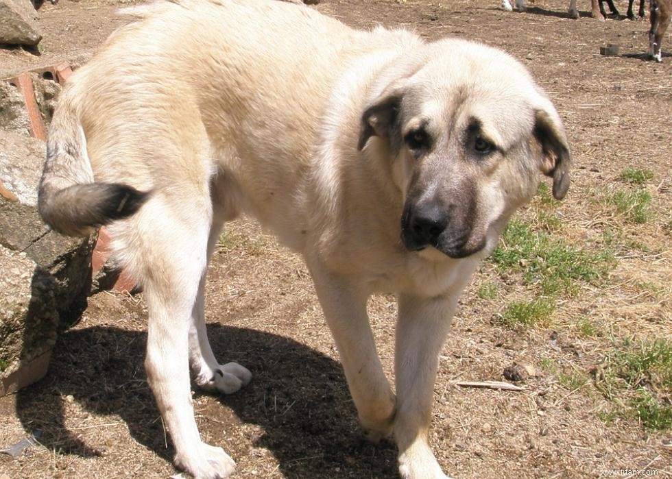 Races de chiens de garde les plus populaires 