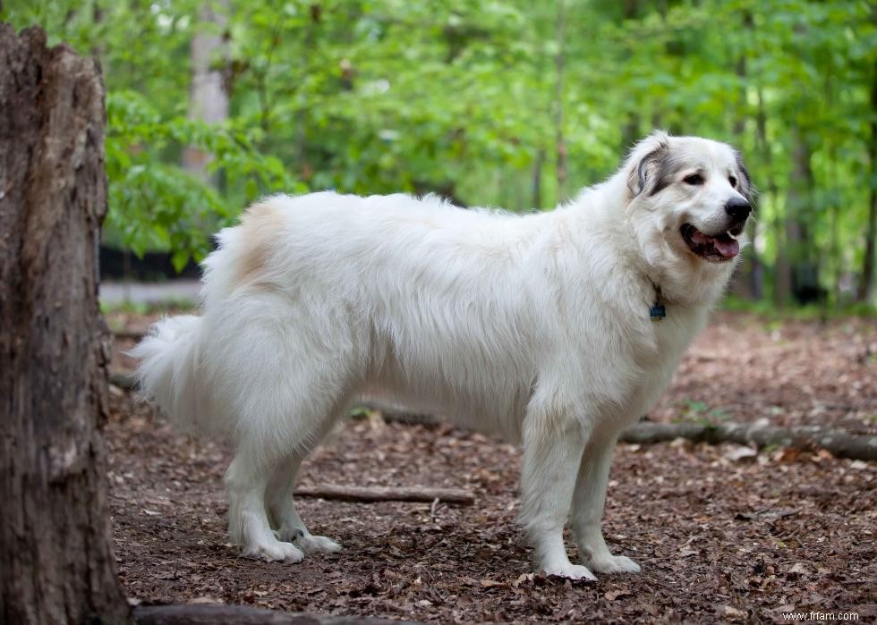 Races de chiens de garde les plus populaires 