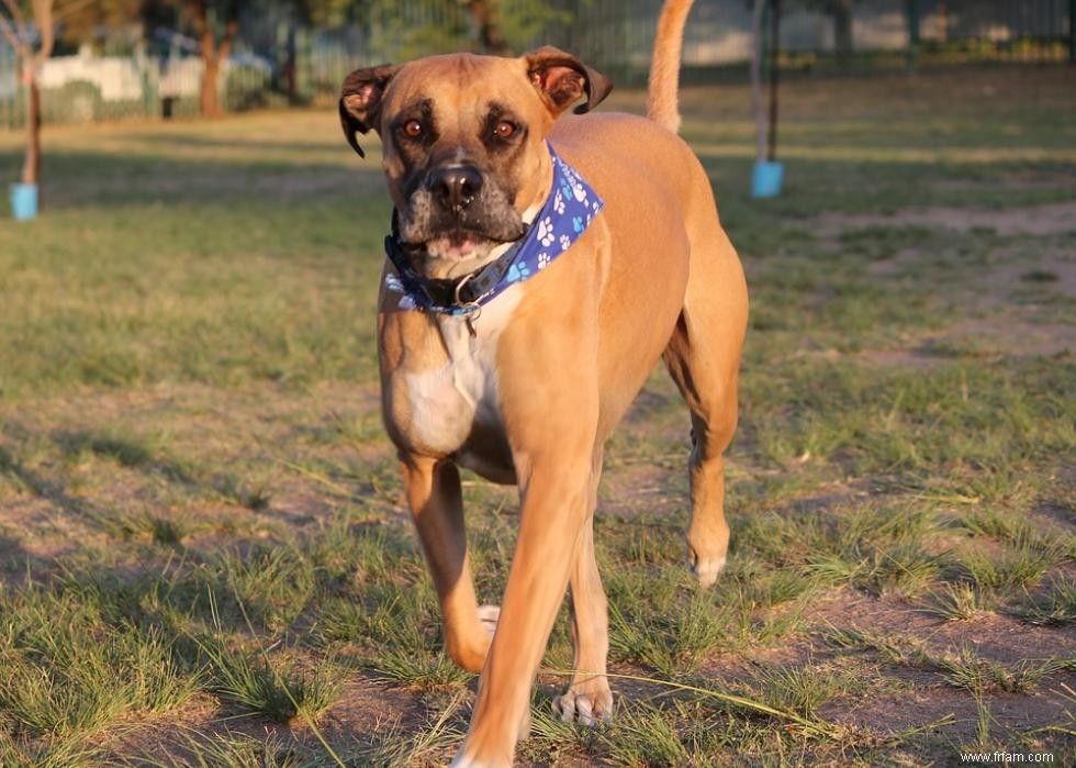 Races de chiens de garde les plus populaires 