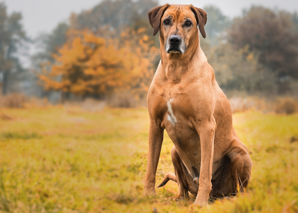 Races de chiens de garde les plus populaires 