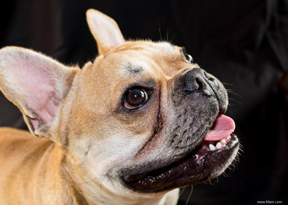 Races de chiens de garde les plus populaires 