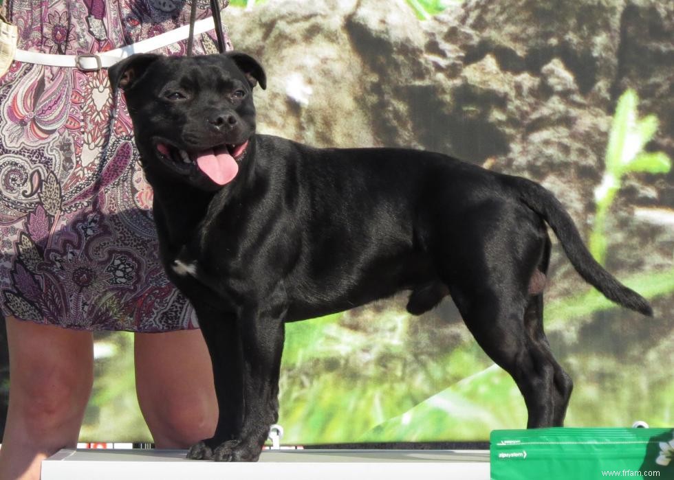 Races de chiens avec la popularité la plus intemporelle 