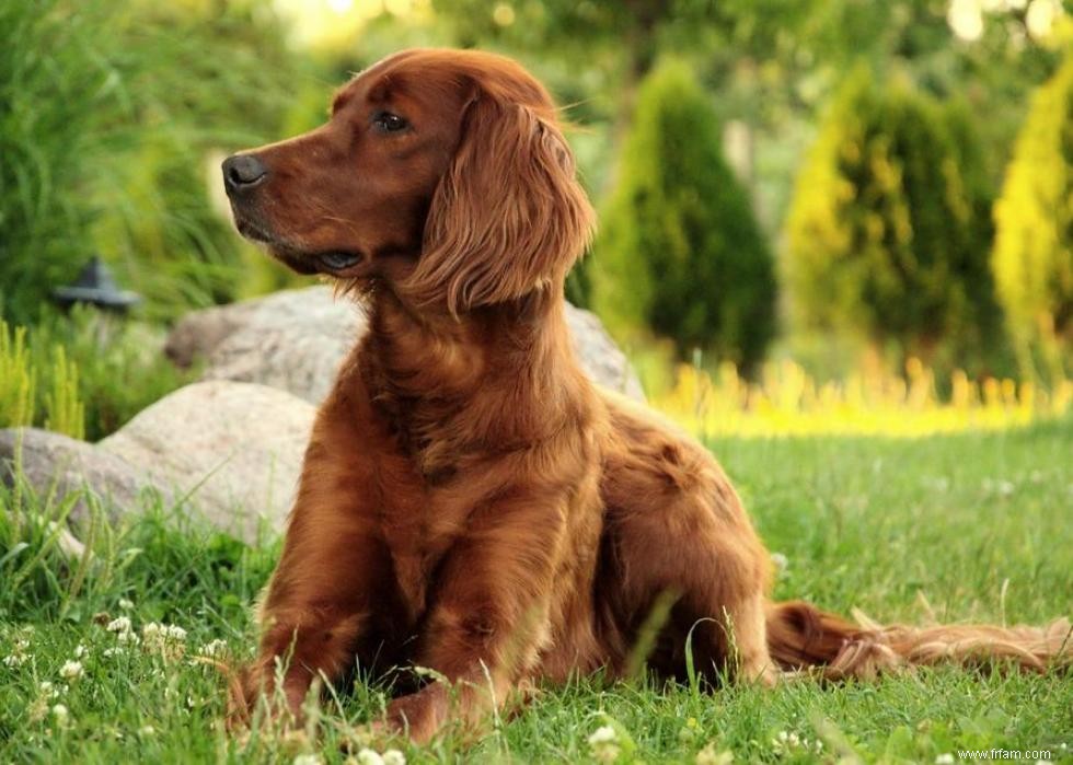 Races de chiens avec la popularité la plus intemporelle 