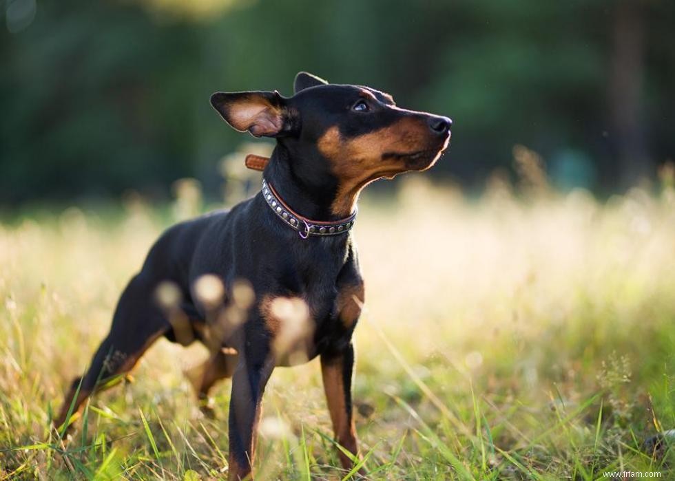 Races de chiens avec la popularité la plus intemporelle 