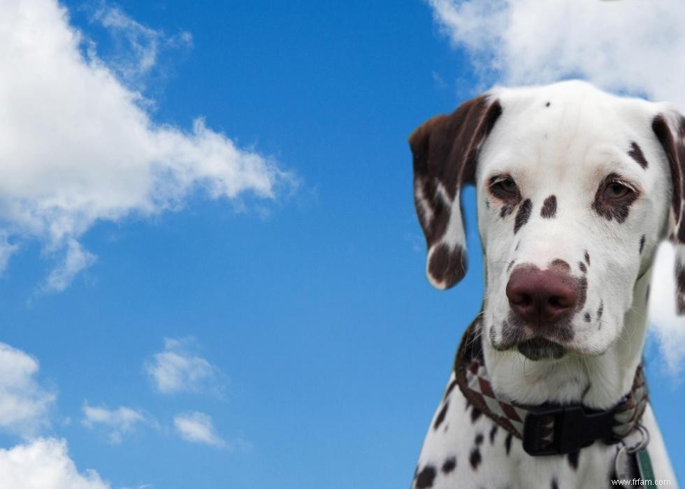 Races de chiens avec la popularité la plus intemporelle 