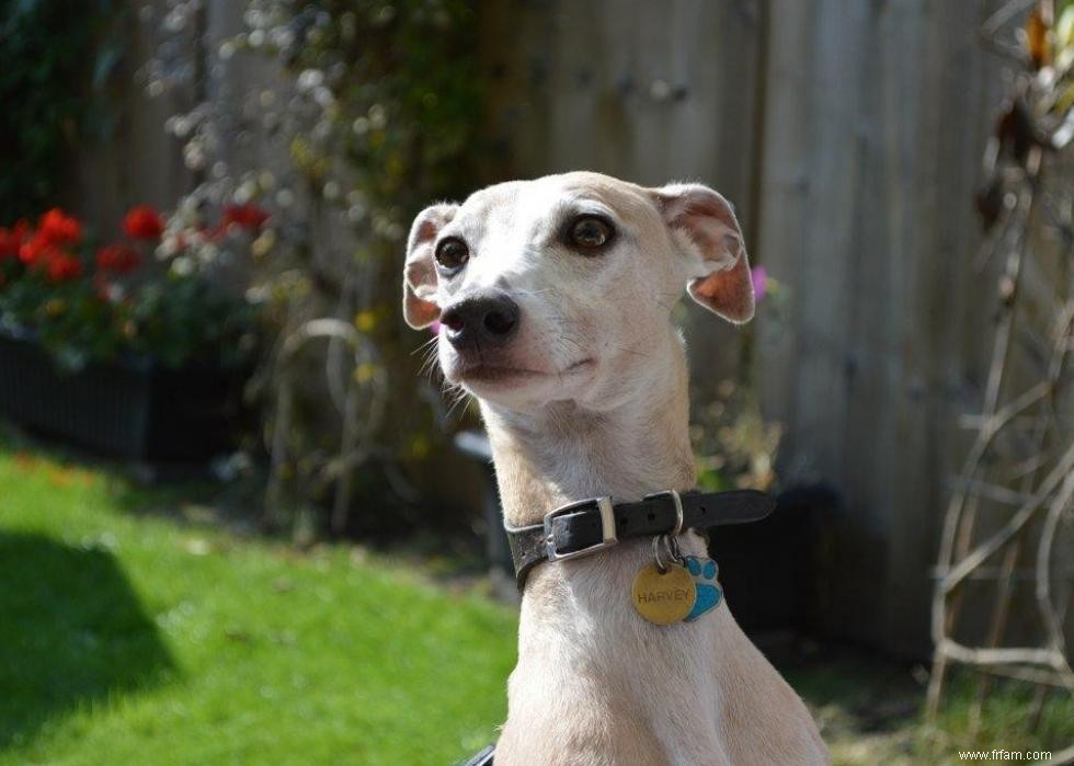 Races de chiens avec la popularité la plus intemporelle 