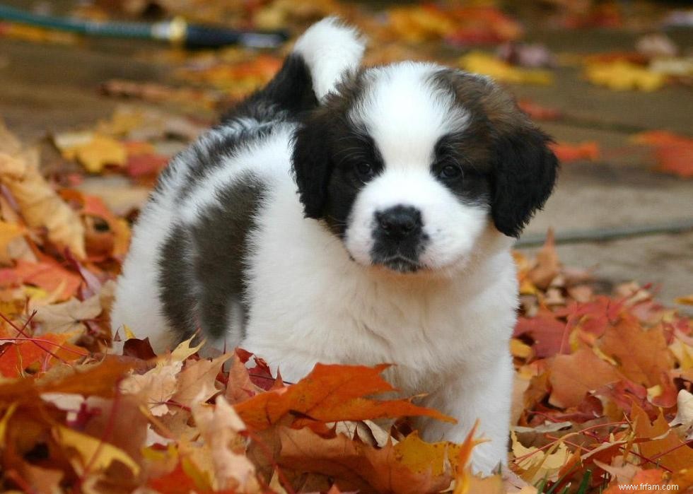 Races de chiens avec la popularité la plus intemporelle 