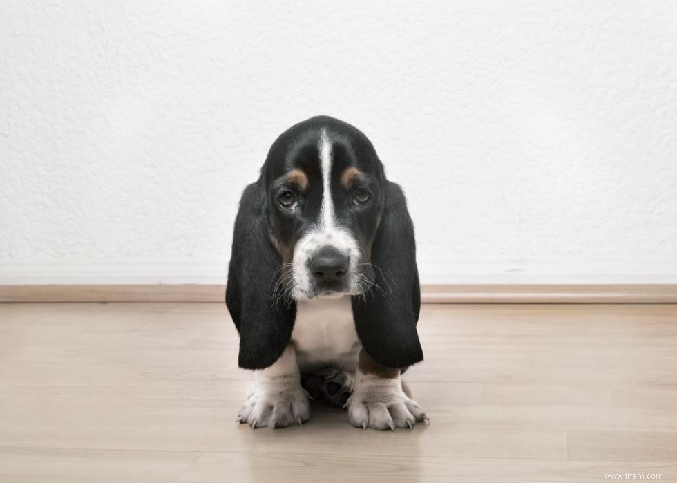 Races de chiens avec la popularité la plus intemporelle 