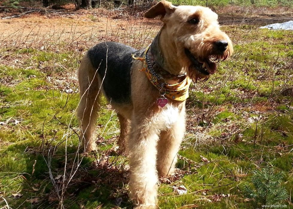 Races de chiens avec la popularité la plus intemporelle 