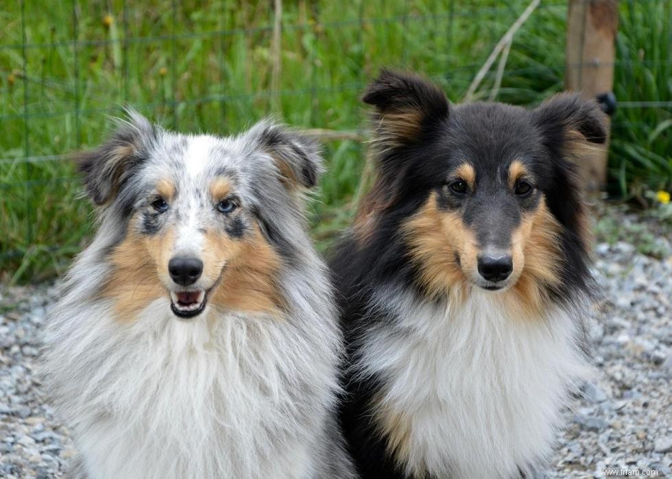 Races de chiens avec la popularité la plus intemporelle 