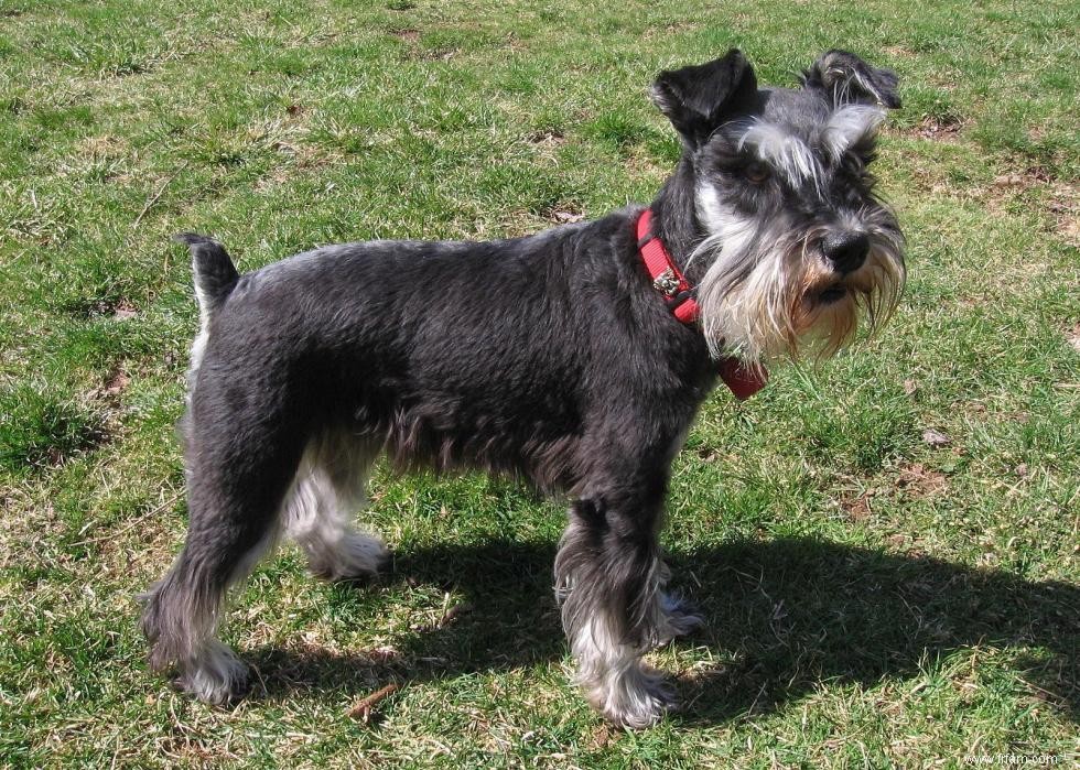 Races de chiens avec la popularité la plus intemporelle 