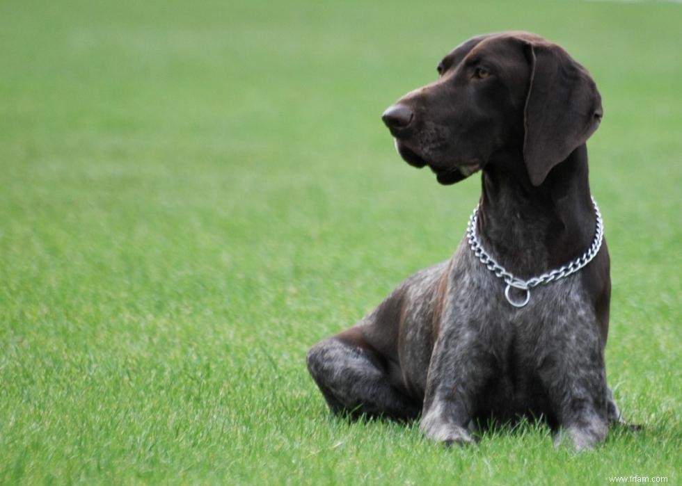 Races de chiens avec la popularité la plus intemporelle 