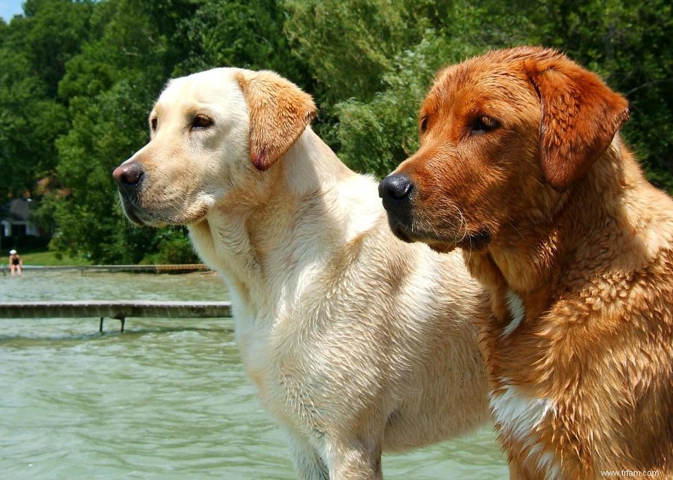 Races de chiens avec la popularité la plus intemporelle 