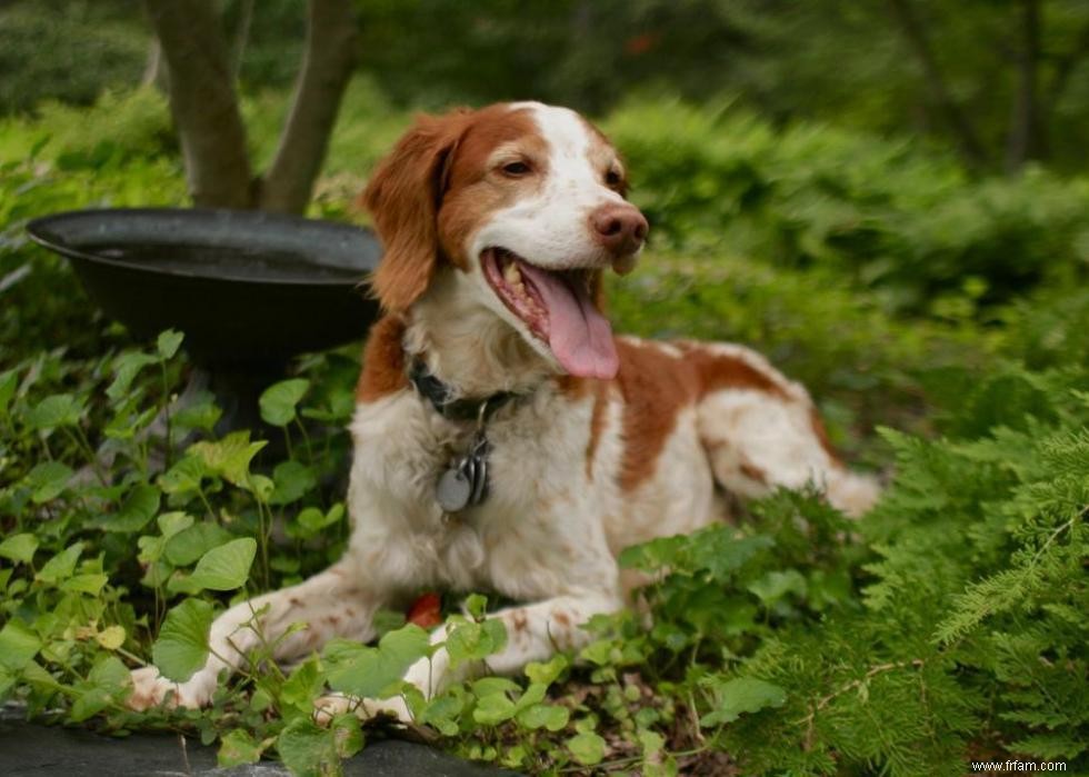 Races de chiens avec la popularité la plus intemporelle 