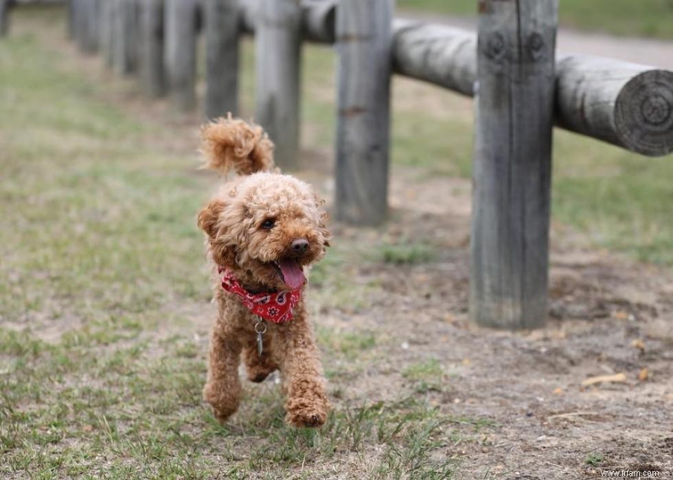 Races de chiens avec la popularité la plus intemporelle 