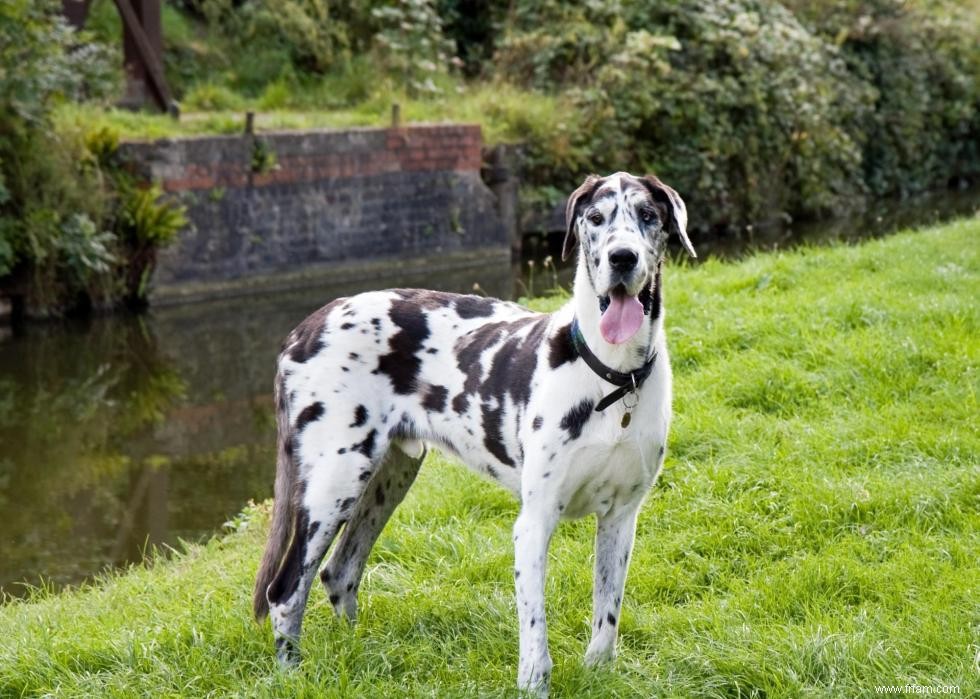 Races de chiens avec la popularité la plus intemporelle 