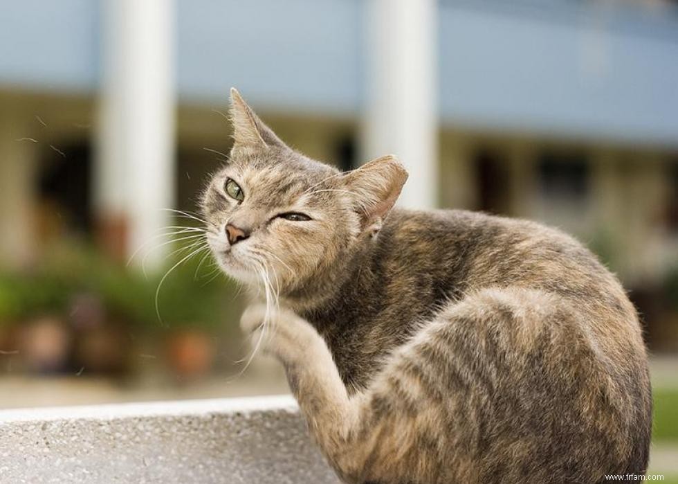 30 façons dont les chats ne sont pas si différents des chiens 