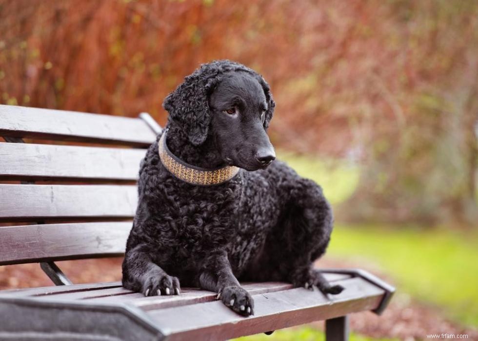 De nouvelles races de chiens reconnues l année de votre naissance 