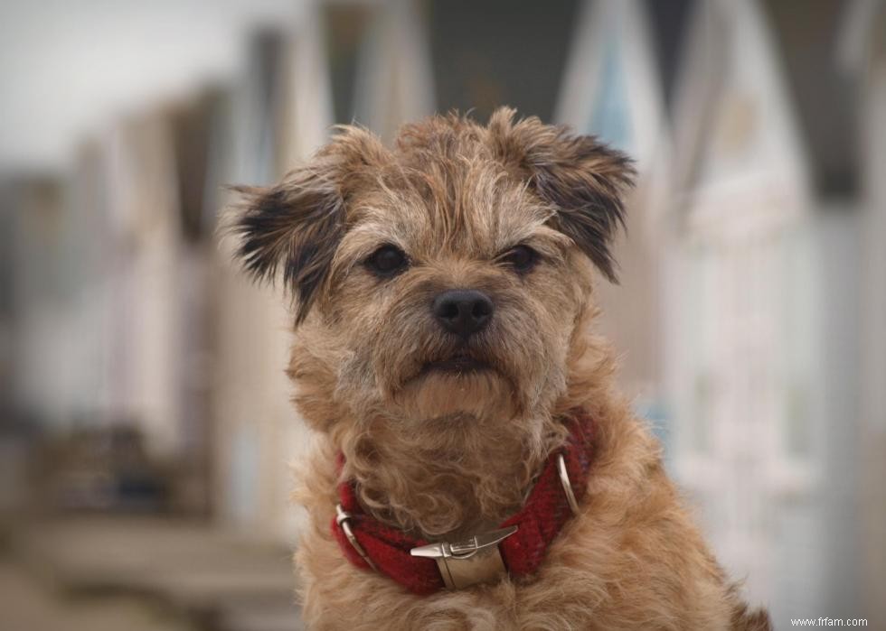 De nouvelles races de chiens reconnues l année de votre naissance 