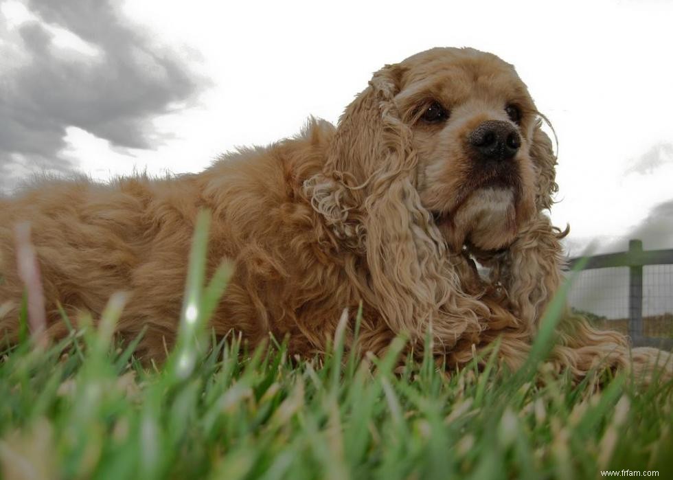 De nouvelles races de chiens reconnues l année de votre naissance 