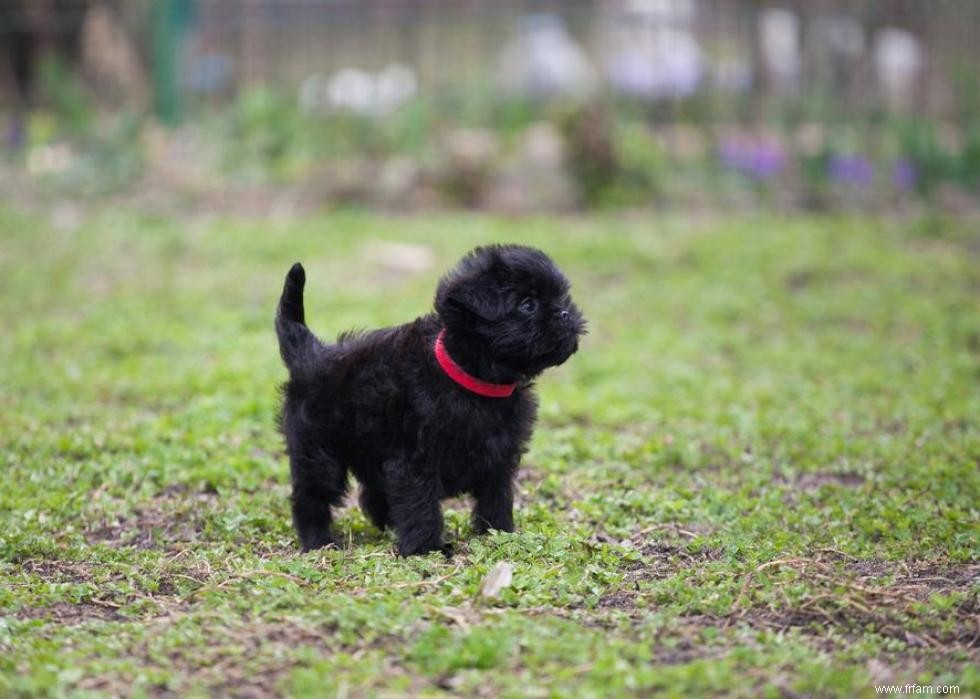 De nouvelles races de chiens reconnues l année de votre naissance 