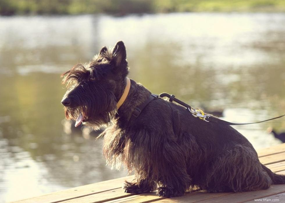 De nouvelles races de chiens reconnues l année de votre naissance 