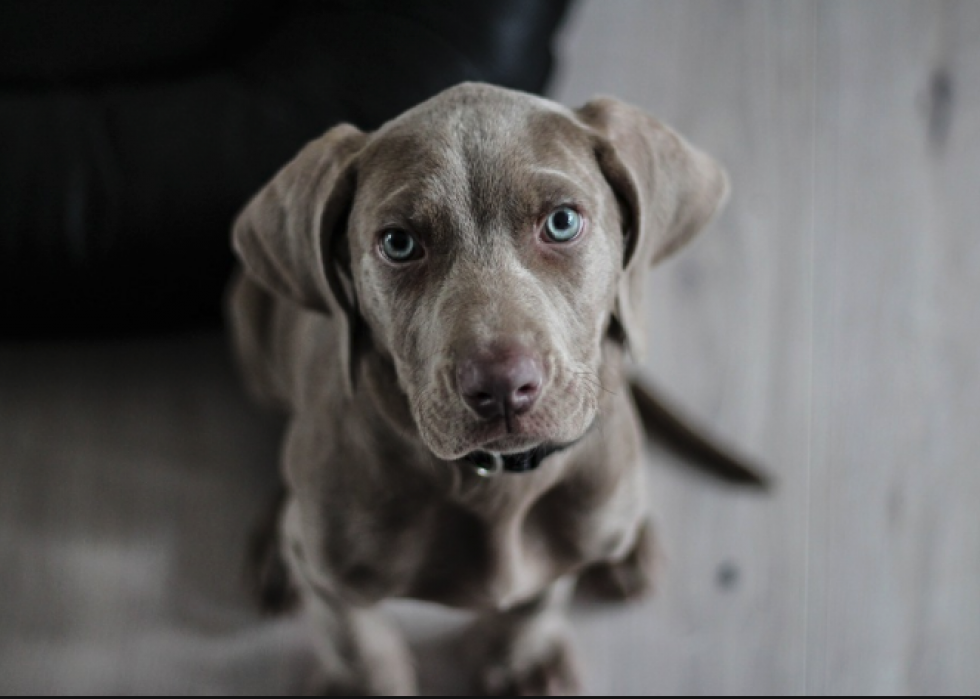 De nouvelles races de chiens reconnues l année de votre naissance 