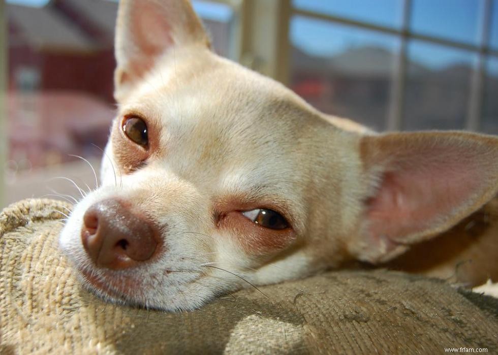 De nouvelles races de chiens reconnues l année de votre naissance 