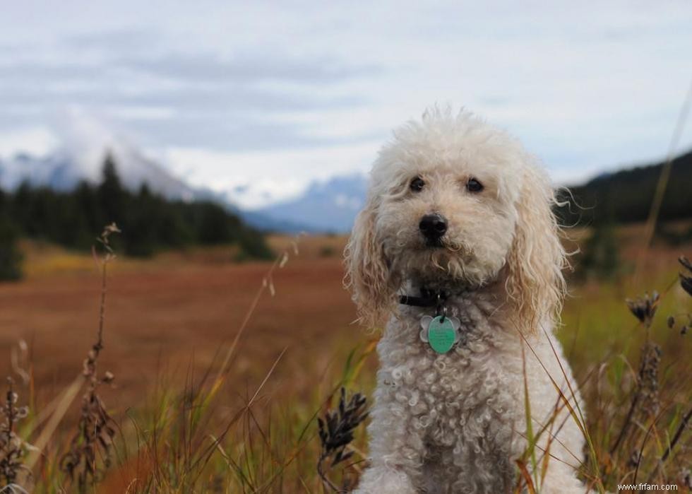 De nouvelles races de chiens reconnues l année de votre naissance 