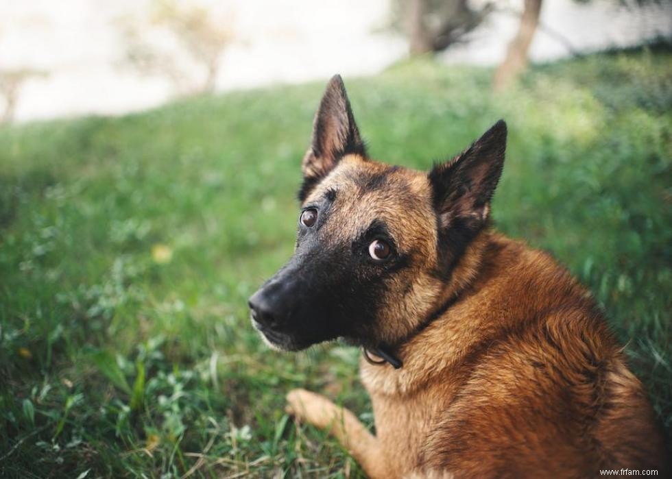 De nouvelles races de chiens reconnues l année de votre naissance 