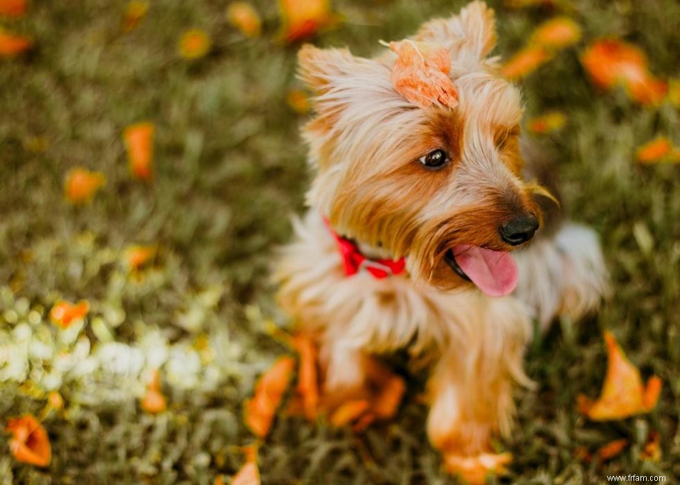 De nouvelles races de chiens reconnues l année de votre naissance 