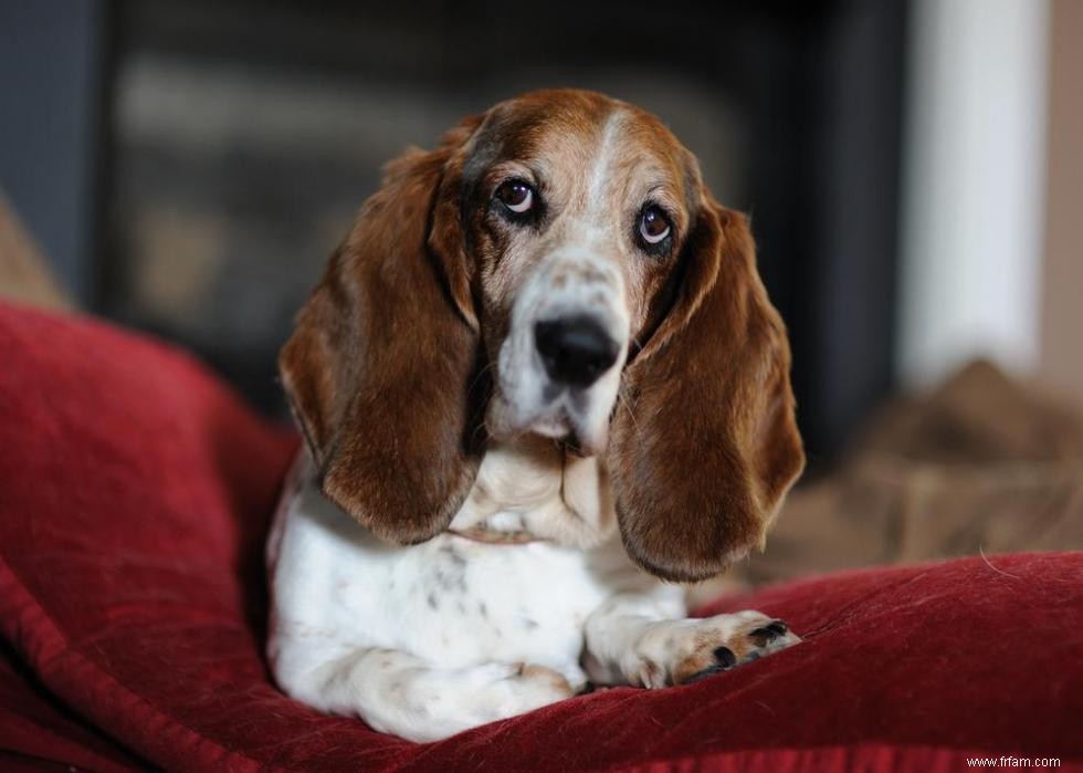 De nouvelles races de chiens reconnues l année de votre naissance 